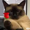 Jack Rivas - @mood.s33 - TikTok