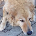 Jake Rosato - @jakethegoldenshepard - Instagram
