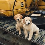 Jack & Rudy - @adventuresofjackandroo - Instagram