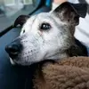 Jack Russell Terriers rule❤ - @jack.russells.rule - TikTok