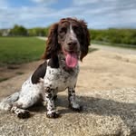 Jack Rumble - @rumbles_dogs - Instagram