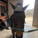 Jack samson - @horses_with_hats3 - Instagram