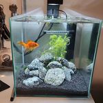 Jack Samson Woodall - @woodys_aquariums - Instagram