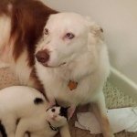 Pepper, Jack, & Maya Schipper - @pepper_jack_mayaschipper - Instagram