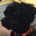 🐶Jack Scobell🐶 - @jack_scobell - Instagram