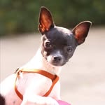jack shah 🐶 - @chihuahua_vogue15 - Instagram