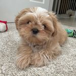 Jack Shanks - @jackshankstheshihtzu - Instagram