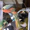 FlyTying307 - @jacksonshedd - TikTok