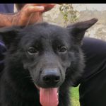 Jack the black gsd - @jack._.shelby0 - Instagram