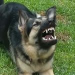 JackShelby - @jack.shelby.k9 - Instagram