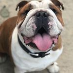 Jack Sherlock Bulldog Knight - @bulldogjacksbk - Instagram