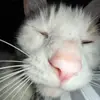 Jack Shumate - @jack_shumate - TikTok