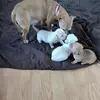 jackieshumatemast - @jackieshumatemast - TikTok