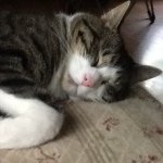 Jack Sickler - @fatmarshmallow718 - Instagram