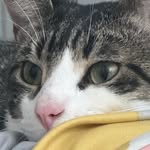 Jack Sinatra - @gattuthecat - Instagram