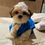 Jack Singh - @tail.waggingg - Instagram