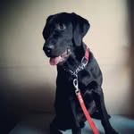 Jack Singh - @_jack_the_lab_ - Instagram