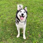 Jack🐾 - @jacksito__thehusky5 - Instagram