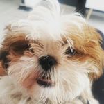 Jack Shih Tzu - @jacksitodog - Instagram