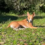 Jack Skelly - @jackskelly_tails - Instagram