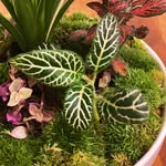@jacks_kokedama - Instagram