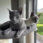 Jack • Skye • Russian Blue Cats - @russianblue_jack_skye - Instagram