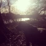 Jack Slack - @jack_the_labrador - Instagram