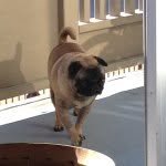 Jack Slater - @jackslaterpug - Instagram