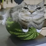 Jack Smallwood - @memelord_js - Instagram