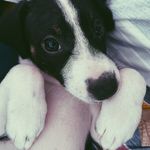 Hi, I’m Lily! - @lily.thesmoothfoxjackrussel - Instagram