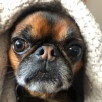 Jack - @jack_the_smooth_coat_griffon - Instagram