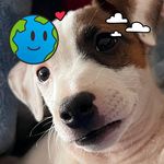 Kattia Esquivel - @jack_russell_terrier_smooth - Instagram