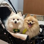 Bela & Jack | Spitz Alemão - @belaejack - Instagram