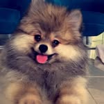 DogJack - @jackspitz_ - Instagram
