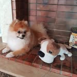 jack77 🐶🐕 - @jack_spitz77 - Instagram
