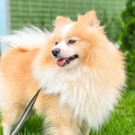 Jack  🐾 - @jack__spitz - Instagram