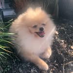 Jack 🐾 - @_jackspitz - Instagram
