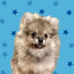 Jack | Spitz Alemão - @jackspitzalemao - Instagram