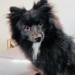 Jack e Lola ✨🐈✨🐕 - @jack_spitzlimao - Instagram