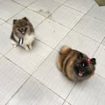Jack e Nina (spitz alemão) - @ninaejackspitz - Instagram