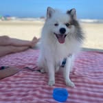 Jack - @jack_spitz_alemao - Instagram
