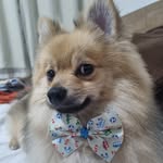 JACK - @jackspitz2023 - Instagram