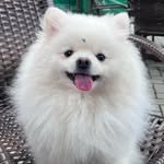 Jack o Spitz - @jack.o.spitz - Instagram