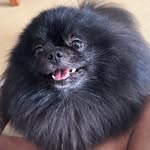 Jack, o Spitz - @jackosptiz - Instagram