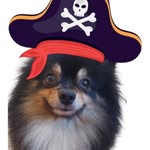 Jack Sparrow - @jack.spitz.alemao - Instagram