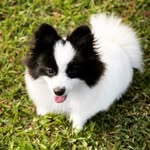 Jack Sparrow Spitz - @jack.sparrowspitz - Instagram