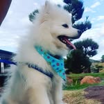 Jack Spitz Alemão - @jacksptizalemao - Instagram