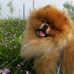 Jack spitz puppy dog - Facebook