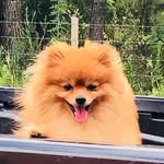 jack_thedog.spitz - @jack_thedog.spitz - Instagram