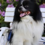 Mr. Jack Spitz - @mr.jackspitz - Instagram